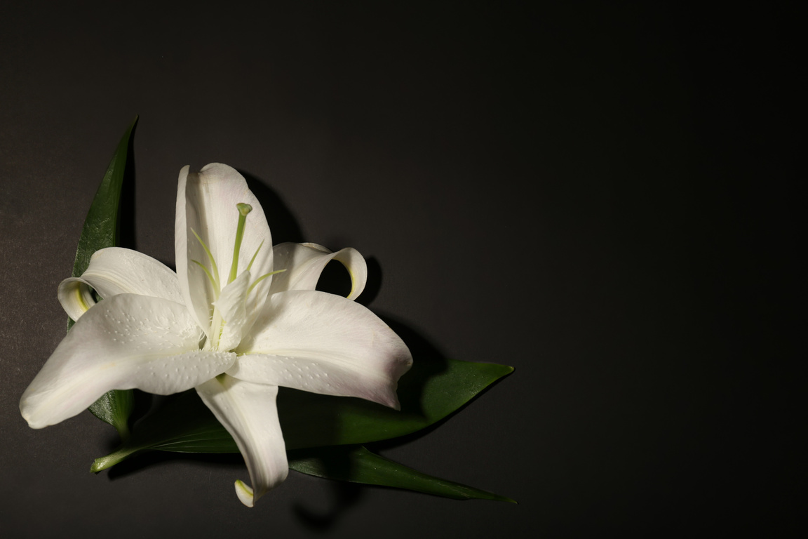 Beautiful Lily and Space for Text on Dark Background. Funeral Flower